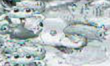 マンボウ予告で子供出現