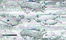 5図柄テンパイの花吹雪リーチハズレ