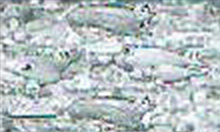 押しボタン演出の魚群ハズレ