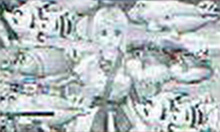 7・8図柄のマリンちゃんリーチハズレ