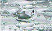 マンボウ予告で逆戻り