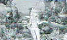 背景変化でウミガメ登場