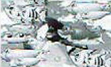 シャチリーチハズレ