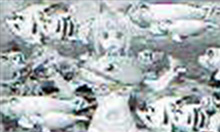 マリンちゃんリーチチャンスアップハズレ