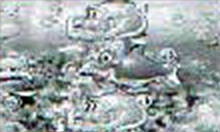 珊瑚礁リーチチャンスアップハズレ