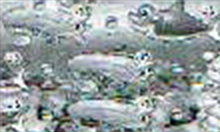 図柄前兆予告からのリーチハズレ