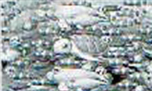 魚群予告ハズレ