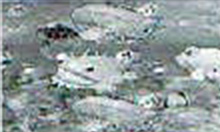 黒潮リーチのチャンスアップハズレ